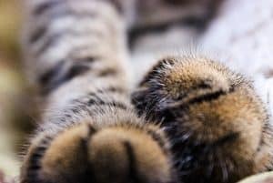 Why Do Cats Shake Their Paws What You Need To Know Faqcats Com