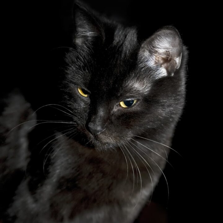 why-do-black-cats-have-white-hairs-what-you-should-know-faqcats