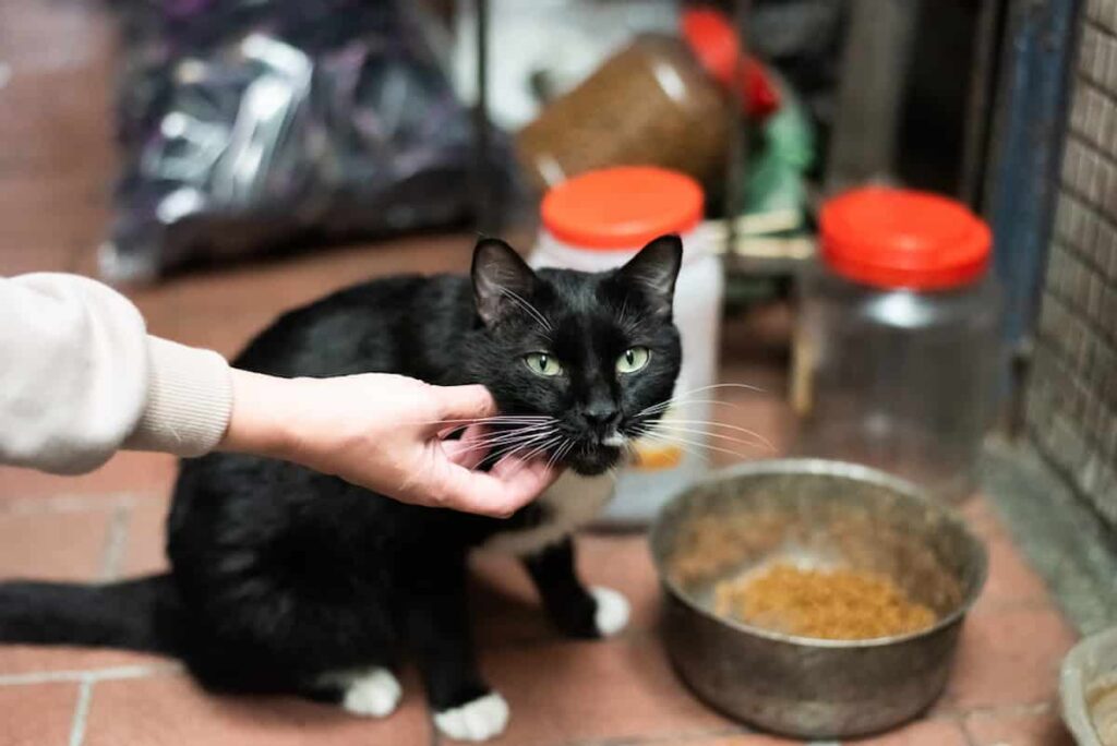 Why Cats Eat When You Pet Them The Odd Behavior Explained