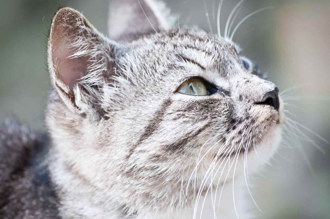 Why Do Cats Hate It When You Blow In Their Ear Explained