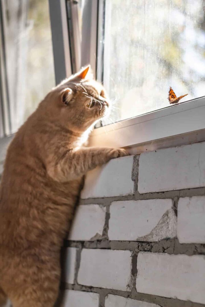 Why Do Cats Hate Bugs Exploring The Feline Insect Relationship