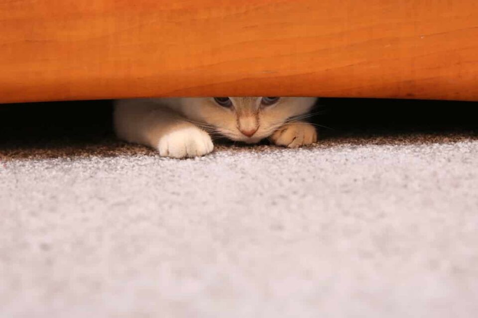 Why Cats Hide When They Play The Surprising Reason