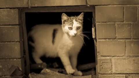 Why Do Cats Like Basements – The Interesting Reason