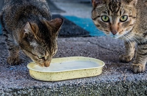 Why Do Cats Like Milk Everything You Need To Know FAQcats