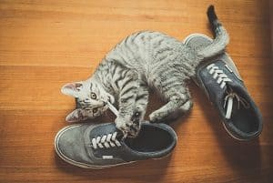 Why Do Cats Like Shoes Odd Behavior Explained Faqcats Com