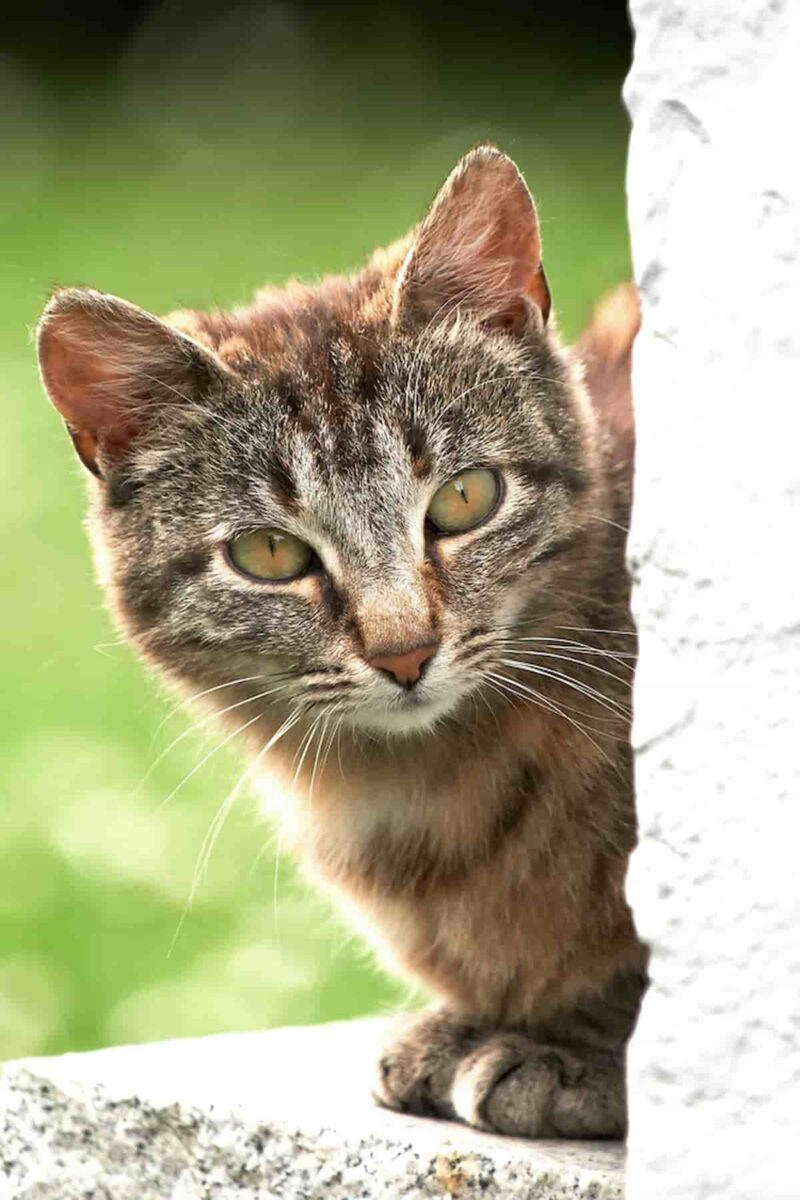 Why Do Cats Meow At Corners Understanding Their Needs