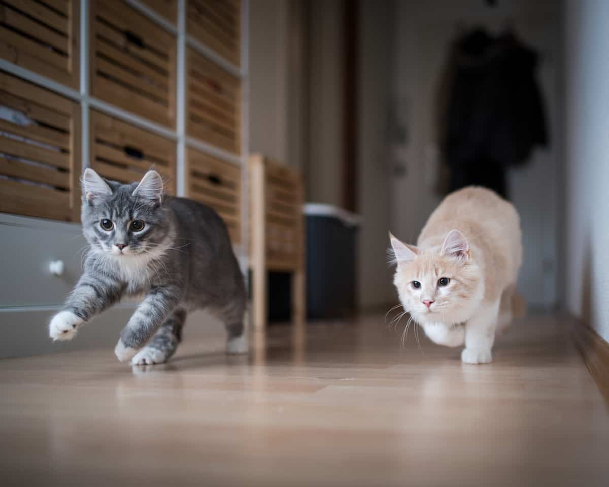 Why Do Cats Run After You? The Surprising Reasons Behind This Feline