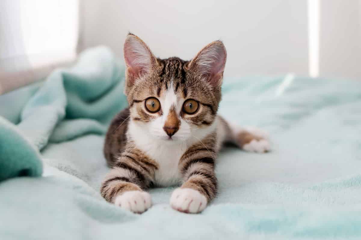 Why do cats make weird noises at night the fascinating answer