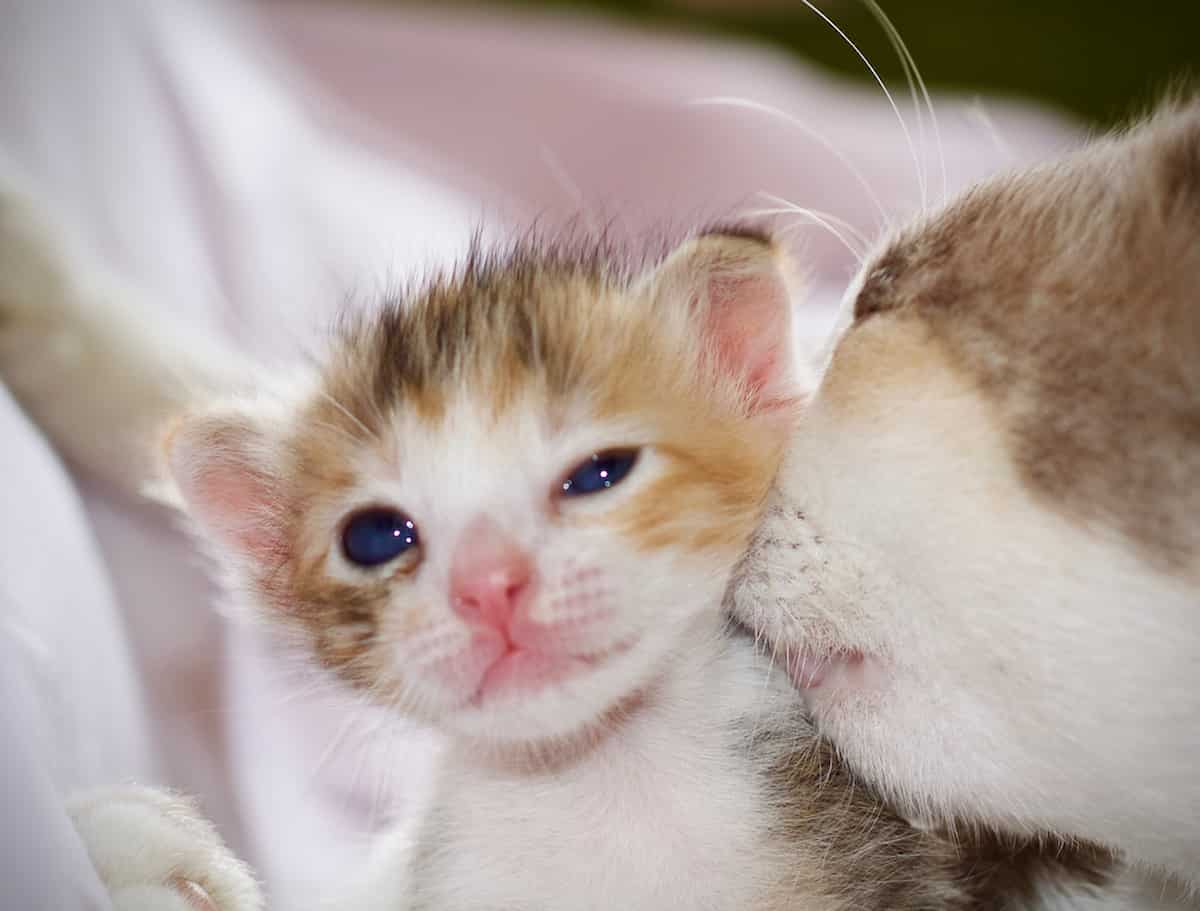 Why Do Mother Cats Bite Their Babies Is It Normal And Safe?