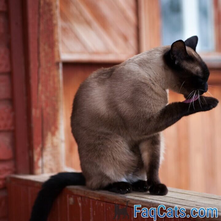 Why Do Siamese Cats Change Color The Interesting Reason