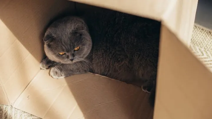 Why Does My Cat Chew Cardboard &ndash; 6 Reasons!