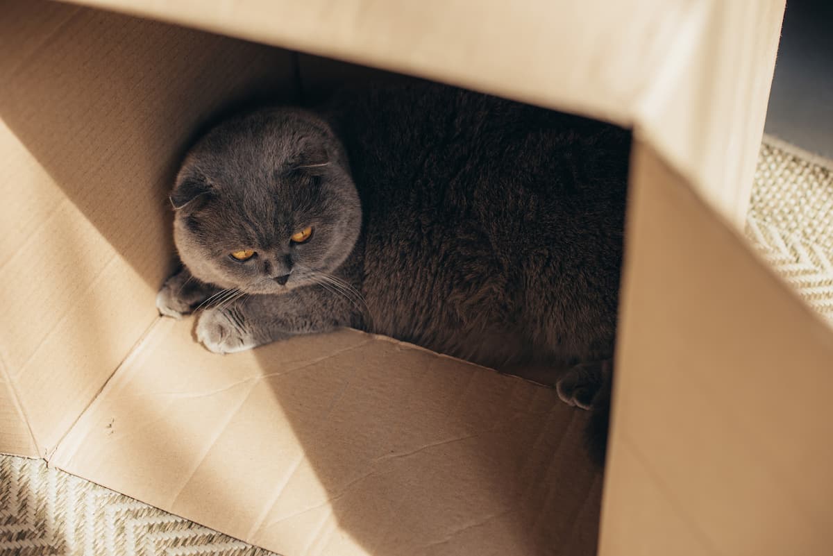 is cardboard bad for cats