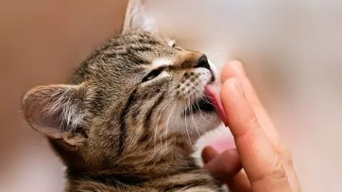 Why Do Cats Lick People &ndash; The Interesting Reason