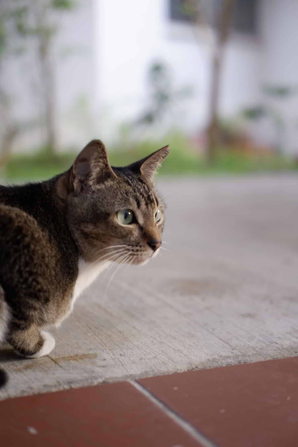 Why Does My Cat Stare At Me 4 Common Reasons