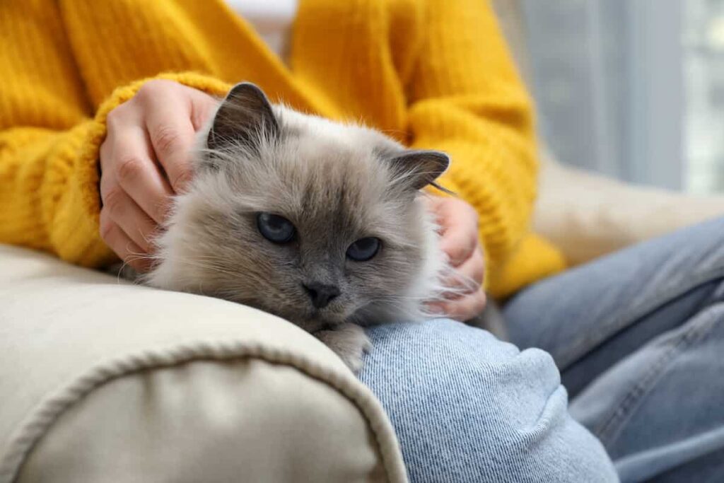Why Doesn’t My Cat Recognize Me? Understanding Feline Behavior
