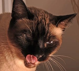why siamese cats are vocal